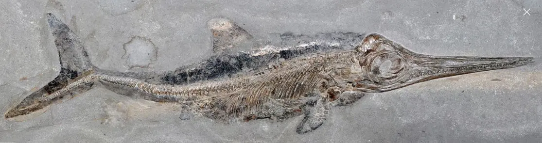 Ichthyosaurus_Stenopterygius