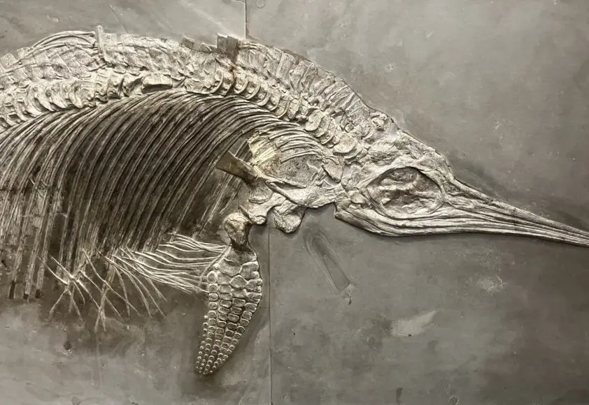 Holzmaden_Ichthyosaurier_Pyritzerfall