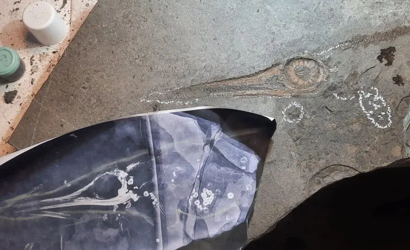 Holzmaden_Ichthyosaurier_Röntgen