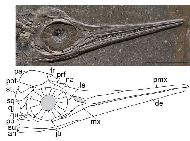 Ichthyosaur_skull