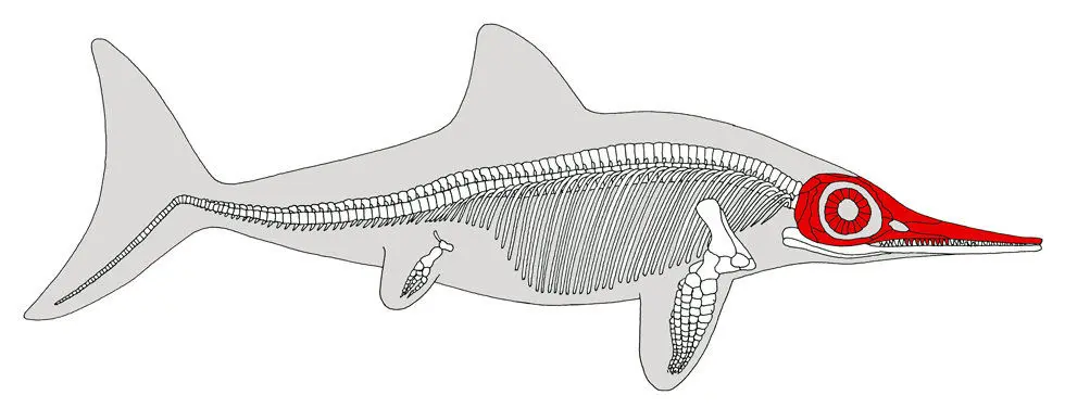 Ichthyosaurus_skeleton