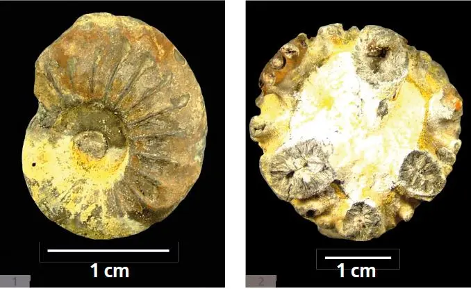 Holzmaden_Krogmann_Lehmann_2009_Pyritzerfall
