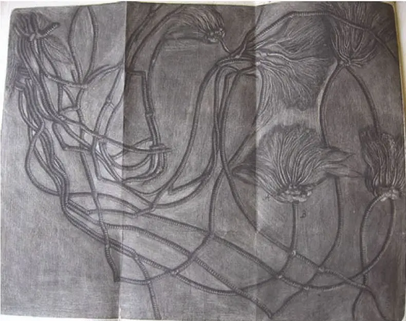 Holzmaden_Medusenhaupt