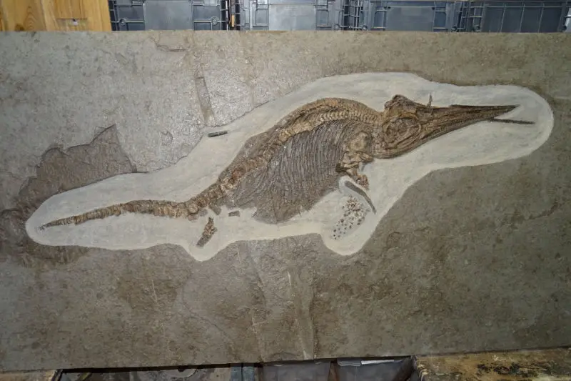 Präparation_#1_Ichthyosaurier_Holzmaden_11