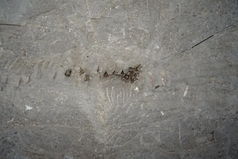 Präparation_#1_Ichthyosaurier_Holzmaden_02