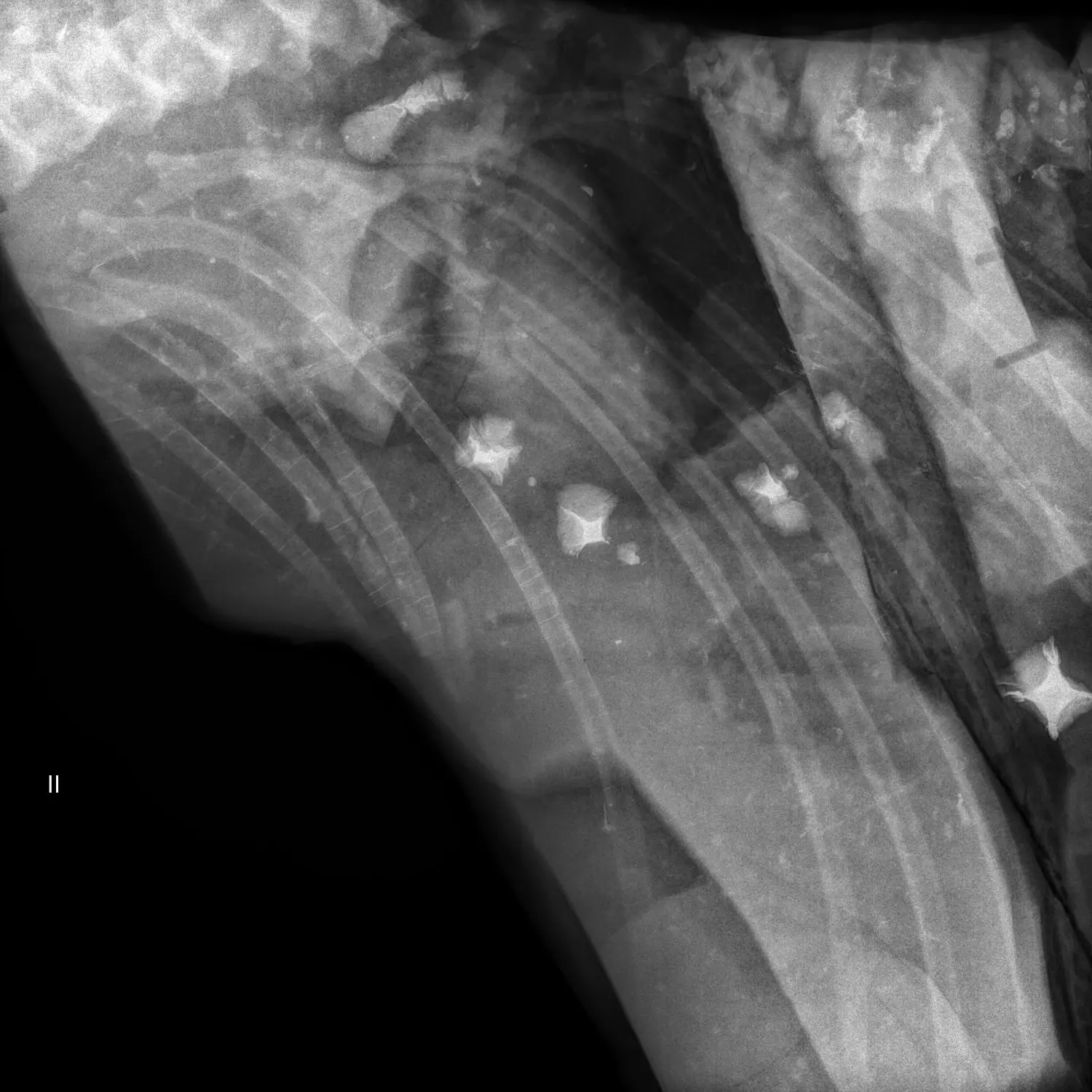 Präparation_#2_Ichthyosaurier_Holzmaden_08