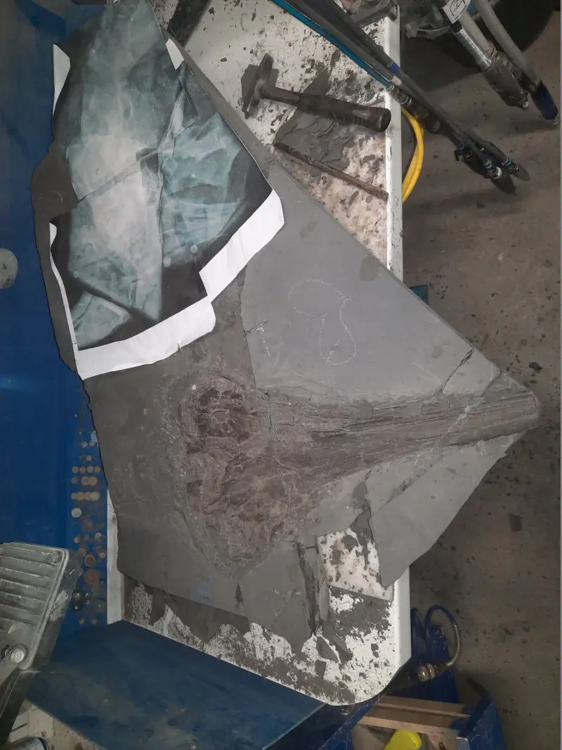 Präparation_#2_Ichthyosaurier_Holzmaden_04