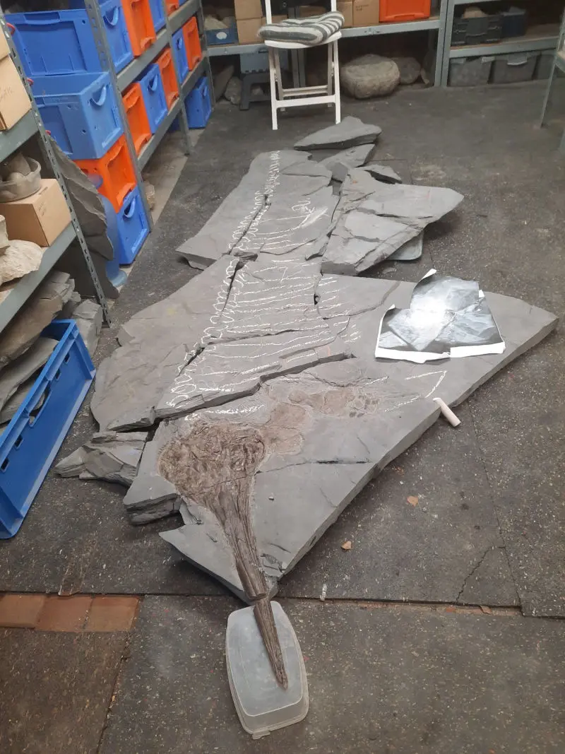 Präparation_#2_Ichthyosaurier_Holzmaden_05