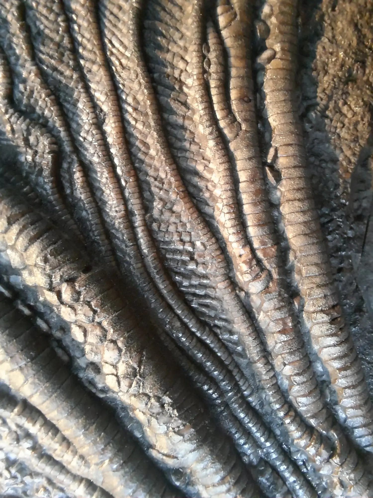 Präparation_#3_Seirocrinus_Holzmaden_10