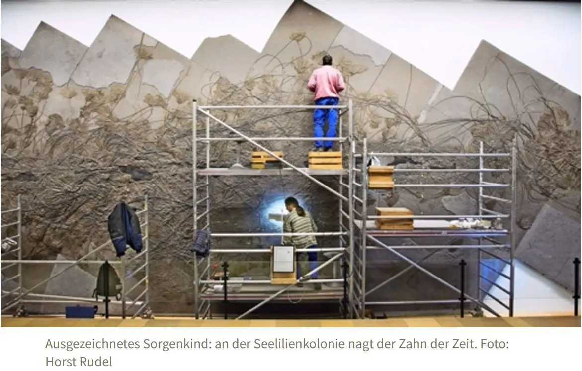 Holzmaden_Seirocrinus_Urweltmuseum_Restauration